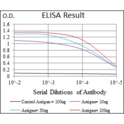 Mitogen-Activated Protein Kinase 14 (MAPK14) Antibody