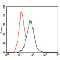 Mitogen-Activated Protein Kinase 14 (MAPK14) Antibody