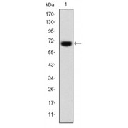 Western blot analysis using FOXP2 antibody against human FOXP2 (AA: 47-287) recombinant protein. (Expected MW is 52.8 kDa).