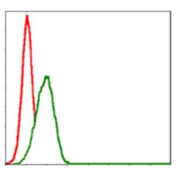 Myelin Basic Protein (MBP) Antibody