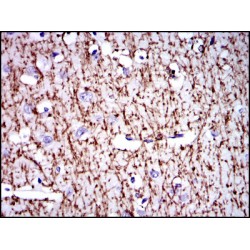 Myelin Basic Protein (MBP) Antibody