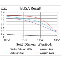 DNA Replication Licensing Factor MCM2 (MCM2) Antibody