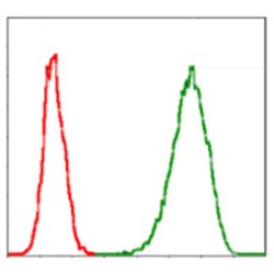 DNA Replication Licensing Factor MCM2 (MCM2) Antibody