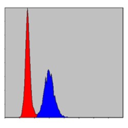 Matrix Metalloproteinase-9 (MMP9) Antibody