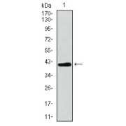 Western blot analysis using MRPL42 antibody against Human MRPL42 recombinant protein. (Expected MW is 41.2 kDa).