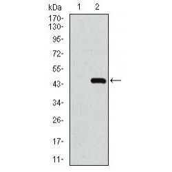 Mitochondrial Ribosomal Protein L42 (MRPL42) Antibody