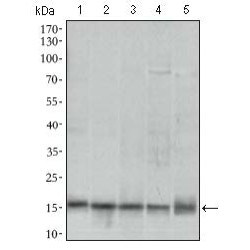 Mitochondrial Ribosomal Protein L42 (MRPL42) Antibody