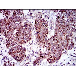 Mitochondrial Ribosomal Protein L42 (MRPL42) Antibody
