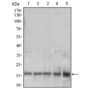 Western blot analysis using MRPL42 antibody against human MRPL42 recombinant protein. (Expected MW is 41.2 kDa).