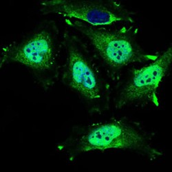 Mitochondrial Ribosomal Protein L42 (MRPL42) Antibody