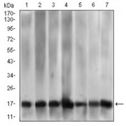 Western blot analysis using MRPL42 antibody against human MRPL42 recombinant protein. (Expected MW is 37.9 kDa).
