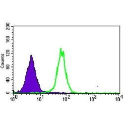 Mitochondrial Ribosomal Protein L42 (MRPL42) Antibody