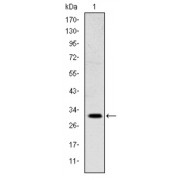 Western blot analysis using MSX1 antibody against NTERA-2 cell lysate.