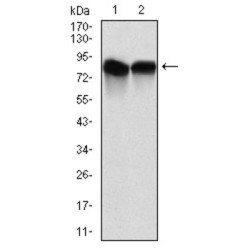 Neural Precursor Cell Expressed, Developmentally Down-Regulated 8 (NEDD8) Antibody