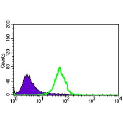 Nestin (NES) Antibody