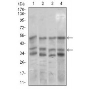Western blot analysis using NEUROD1 antibody against human NEUROD1 recombinant protein. (Expected MW is 33.2 kDa).