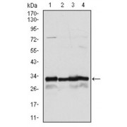 Western blot analysis using NQO1 antibody against human NQO1 (AA: 134-274) recombinant protein. (Expected MW is 41.3 kDa).