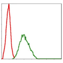 NAD(P)H Dehydrogenase [quinone] 1 (NQO1) Antibody