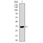 Western blot analysis using NRCAM antibody against human NRCAM recombinant protein. (Expected MW is 32.7 kDa).