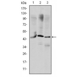 Homeobox Protein OTX2 (OTX2) Antibody
