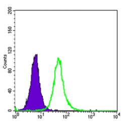 Homeobox Protein OTX2 (OTX2) Antibody