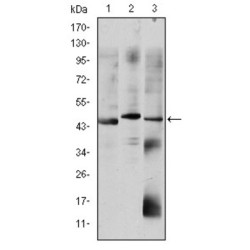 Homeobox Protein OTX2 (OTX2) Antibody