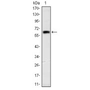 Western blot analysis using OTX2 antibody against human OTX2 (AA: 40-297) recombinant protein. (Expected MW is 65 kDa).
