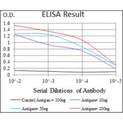 P2Y Purinoceptor 13 (P2RY13) Antibody