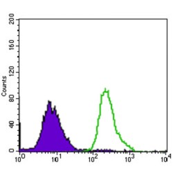 P2Y Purinoceptor 13 (P2RY13) Antibody