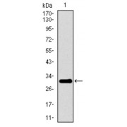 Western blot analysis using P2RY13 antibody against human P2RY13 recombinant protein. (Expected MW is 31.6 kDa).