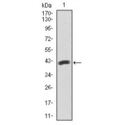 Western blot analysis using PAX5 antibody against human PAX5 recombinant protein. (Expected MW is 41.2 kDa).