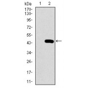 Western blot analysis using PCNA antibody against human PCNA recombinant protein. (Expected MW is 41.2 kDa).