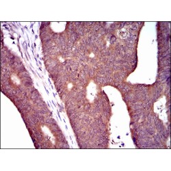 Calcium/calmodulin-Dependent 3',5'-Cyclic Nucleotide Phosphodiesterase 1B (PDE1B) Antibody