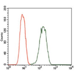 Calcium/calmodulin-Dependent 3',5'-Cyclic Nucleotide Phosphodiesterase 1B (PDE1B) Antibody