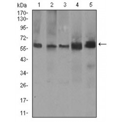 Calcium/calmodulin-Dependent 3',5'-Cyclic Nucleotide Phosphodiesterase 1B (PDE1B) Antibody