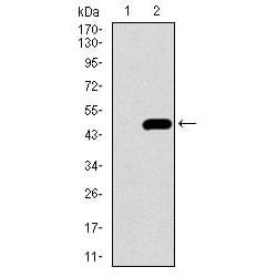 Calcium/calmodulin-Dependent 3',5'-Cyclic Nucleotide Phosphodiesterase 1B (PDE1B) Antibody