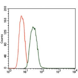 Calcium/calmodulin-Dependent 3',5'-Cyclic Nucleotide Phosphodiesterase 1B (PDE1B) Antibody