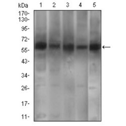 Calcium/calmodulin-Dependent 3',5'-Cyclic Nucleotide Phosphodiesterase 1B (PDE1B) Antibody