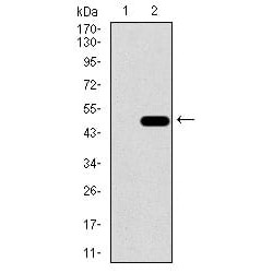 Calcium/calmodulin-Dependent 3',5'-Cyclic Nucleotide Phosphodiesterase 1B (PDE1B) Antibody