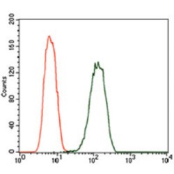 Calcium/calmodulin-Dependent 3',5'-Cyclic Nucleotide Phosphodiesterase 1B (PDE1B) Antibody