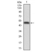 Western blot analysis using PDX1 antibody against human PDX1 (AA: 39-283) recombinant protein. (Expected MW is 52 kDa).