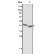 Western blot analysis using PGA5 antibody against HepG2 (1) and SMMC-7721 (2) cell lysate.