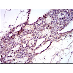 Piwi Like RNA-Mediated Gene Silencing 4 (PIWIL4) Antibody