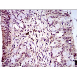 Piwi Like RNA-Mediated Gene Silencing 4 (PIWIL4) Antibody