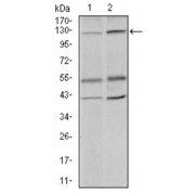 Western blot analysis using PIWIL4 antibody against human PIWIL4 recombinant protein. (Expected MW is 40.8 kDa).