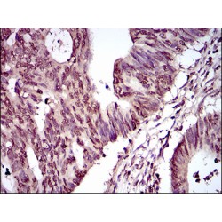 Piwi Like RNA-Mediated Gene Silencing 4 (PIWIL4) Antibody