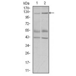 Piwi Like RNA-Mediated Gene Silencing 4 (PIWIL4) Antibody
