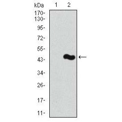 Piwi Like RNA-Mediated Gene Silencing 4 (PIWIL4) Antibody