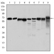 Western blot analysis using PRKAA1 antibody against Jurkat (1), Hela (2), HepG2 (3), MCF-7 (4), Cos7 (5), NIH/3T3 (6), K562 (7), HEK293 (8), and PC-12 (9) cell lysate.