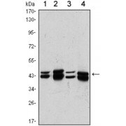 Western blot analysis using PRMT6 antibody against A431 (1), Hela (2), A549 (3) and HEK293 (4) cell lysate.